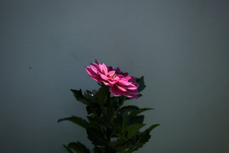 Pink dahlia in bloom on a white background