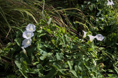 Creeping bellflowers in bloom seen up closeの写真素材