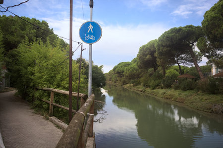 Brook bordered by trees of a forest cast in the water on a sunny dayの写真素材