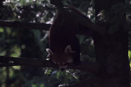 Red panda crawling on the branches of a pine in a zoo enclosureの写真素材