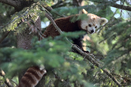 Red panda crawling on the branches of a pine in a zoo enclosureの写真素材