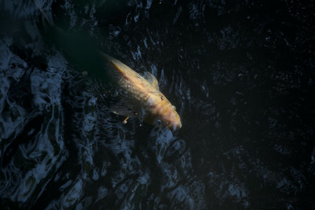 Koi carps swimming in a pond seen from above the water surfaceの写真素材