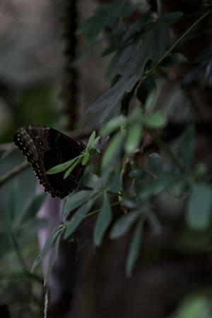 Butterfly on a leaf of a branch seen up closeの写真素材