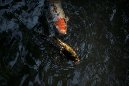 Koi carps swimming in a pond seen from above the water surfaceの写真素材