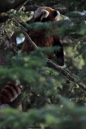 Red panda crawling on the branches of a pine in a zoo enclosureの写真素材