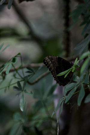 Butterfly lying on a leaf of a branch seen up closeの写真素材