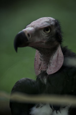 Vulture face seen up closeの写真素材