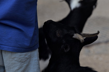 Black goat seen up closeの写真素材