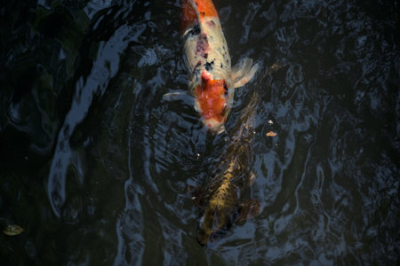 Koi carps swimming in a pond seen from above the water surfaceの写真素材
