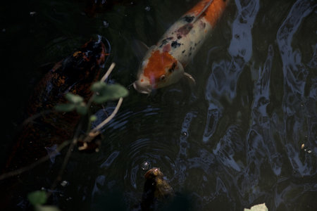 Koi carps swimming in a pond seen from above the water surfaceの写真素材