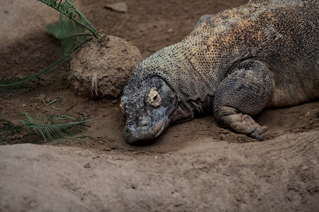 Komodo dragon lying on the sand of a zoo enclosureの写真素材