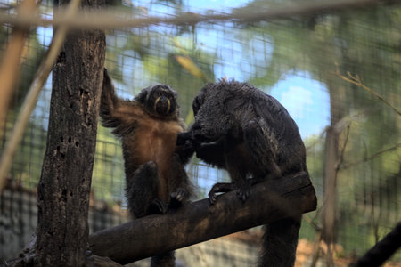 Monkeys in an enclosure at sunset