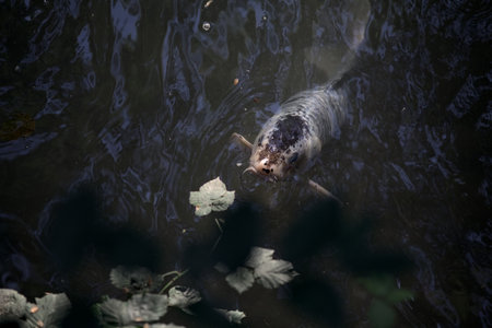 Koi carps swimming in a pond seen from above the water surface