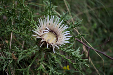 Carline thistle in bloom in the grass seen up close