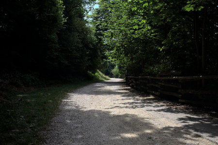Trail passing through a grove with shadows of tree tops cast on the ground on a sunny day