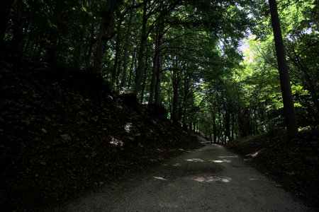Trail in the shade of a grove by the mountain side on a sunny day
