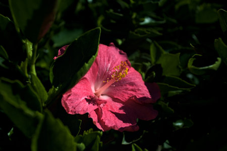 Pink hibiscus in bloom in a bush seen up close in the sunlight