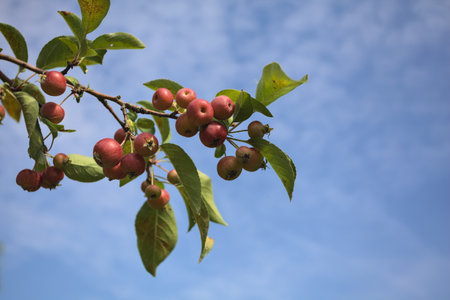 Branch full of ripe apples with the sky as background