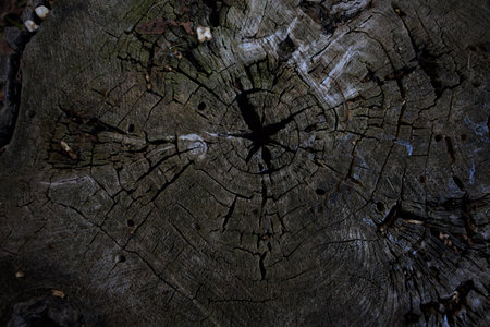 Rings and texture with a crack in the middle of it on a tree stump seen up close and from above