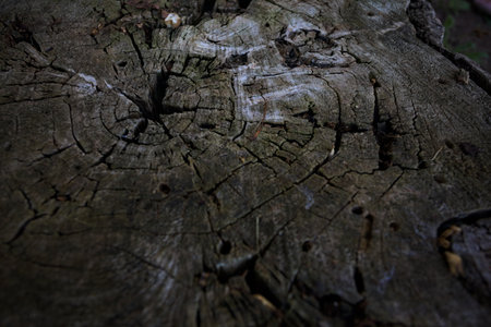 Rings and texture with a crack in the middle of it on a tree stump seen up close and from above