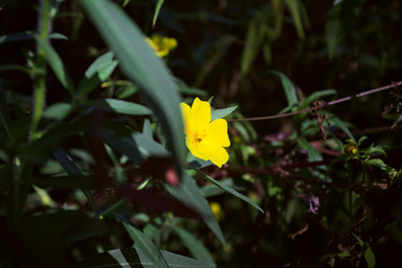Yellow wildflower creeping on a reed seen up closeの写真素材