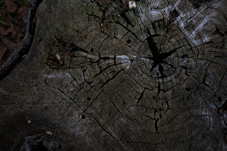 Rings and texture with a crack in the middle of it on a tree stump seen up close and from above