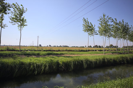 Electricity pylons and an overhead powerline between the opening of a row of trees passing over a meadow in the Italian countryside on a sunny day seen from the shore of a stream of waterの写真素材