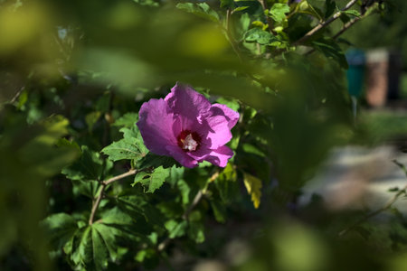 Purple hibiscus in bloom on its stem seen up closeの写真素材