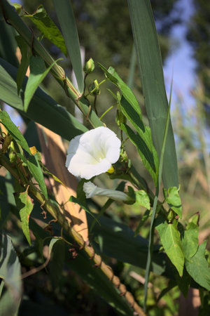 White bell flower in bloom growing on a reed seen up close
