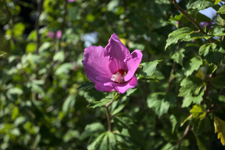 Purple hibiscus in bloom on its stem seen up closeの写真素材