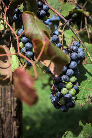Ripe grapes growing on a shoot seen up close