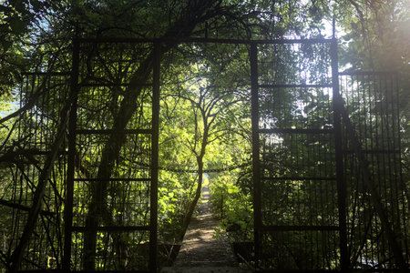 Metallic gate at the beginning of a concrete strip with trees around it in a forest