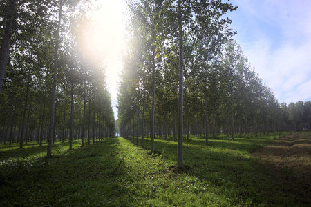 Rows of trees in a plantation in the Italian countryside counterlit by the sun