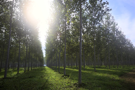 Rows of trees in a plantation in the countryside counterlit by the sunの写真素材
