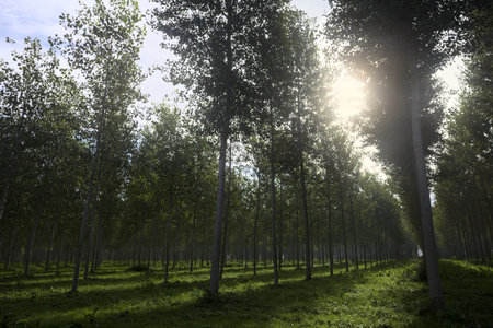 Rows of trees in a plantation in the countryside counterlit by the sunの写真素材