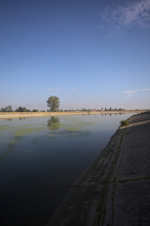 Poplar on a field next to the shore of an island in a river with its reflection cast in the water on...