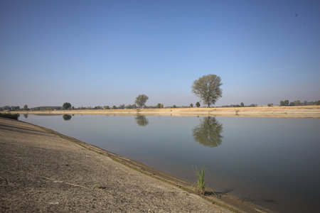 Poplar on a field next to the shore of an island in a river with its reflection cast in the water on...