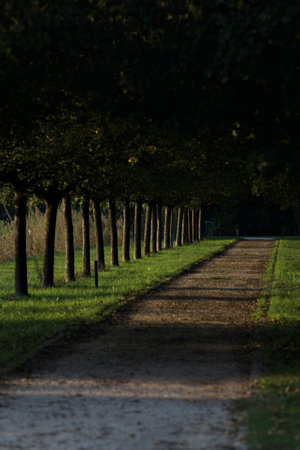 Trail bordered by two rows of trees in a parkの写真素材