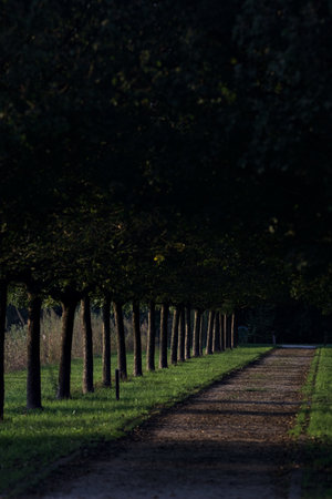 Trail bordered by two rows of trees in a park at sunsetの写真素材