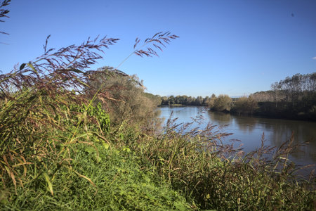 Flowing river between embankments with trees on its banks on a sunny day seen from above