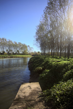 River in the Italian countryside with tree plantations on its banks cast in the water seen from the shoreの写真素材