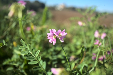 Flowers in bloom in the grass seen up close with the sky in the background