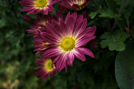Purple chrysanthemums in bloom behind a bush seen up close