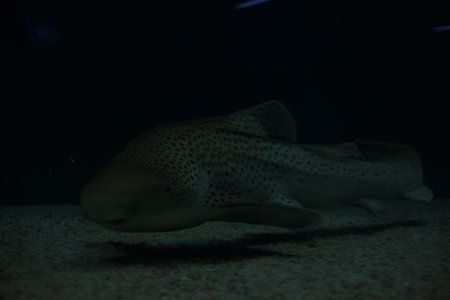 Shark swimming on the bottom of the tank of an aquarium