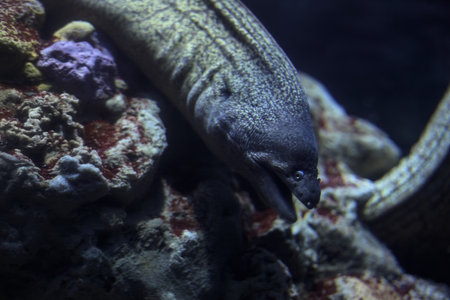 Moray eel coming out of a rock in the tank of an aquarium seen up close