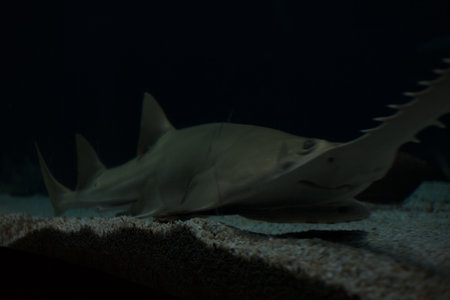 Saw shark swimming on the bottom of the tank of an aquarium