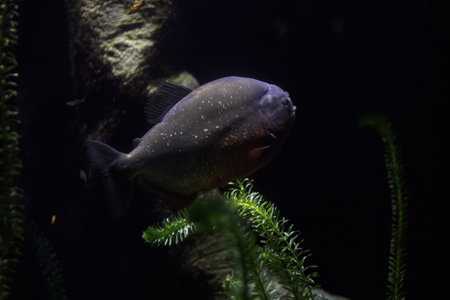 Piranhas swimming among algae in the tank of an aquarium seen up closeの写真素材