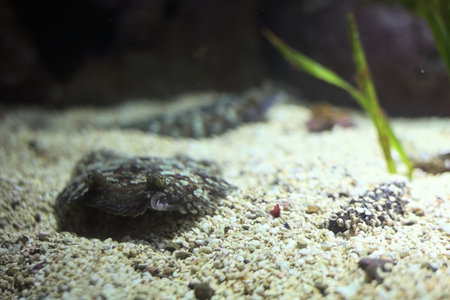 Tropical fish lying on the bottom of the tank of an aquarium