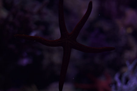 Starfish on the rock in the tank of an aquarium