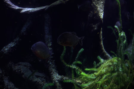 Fish swimming among algae in the tank of an aquarium seen up close